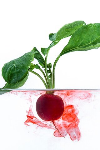 Обои вода, листья, овощи, свекла, ботва, корнеплод, water, leaves, vegetables, beets, tops, root разрешение 2048x1367 Загрузить