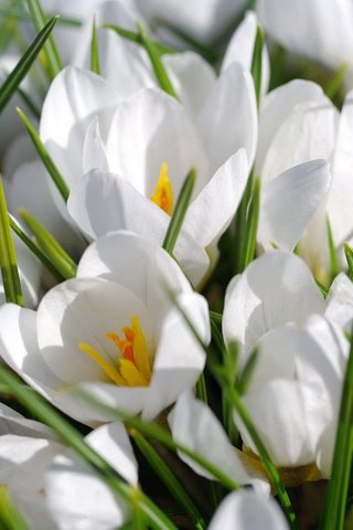 Обои цветы, макро, белый, крокусы, шафран, flowers, macro, white, crocuses, saffron разрешение 2232x1484 Загрузить