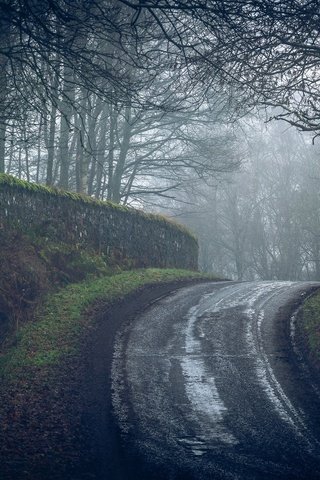 Обои дорога, деревья, лес, туман, road, trees, forest, fog разрешение 2107x1100 Загрузить