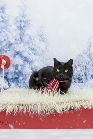 Обои зима, кот, кошка, взгляд, черный, сани, фотосессия, шарфик, winter, cat, look, black, sleigh, photoshoot, scarf разрешение 5106x3649 Загрузить