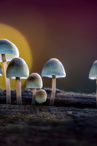 Обои солнце, природа, макро, грибы, бревно, поганки, sophiaspurgin, the sun, nature, macro, mushrooms, log, toadstool разрешение 3000x2000 Загрузить