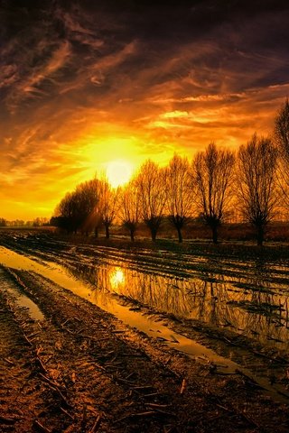 Обои деревья, солнце, поле, лужи, trees, the sun, field, puddles разрешение 2048x1364 Загрузить