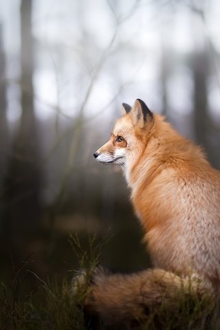 Обои природа, фон, лиса, лисица, nature, background, fox разрешение 2048x1365 Загрузить