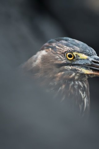 Обои птица, цапля, butorides sundevalli, lava heron, bird, heron разрешение 2601x1440 Загрузить