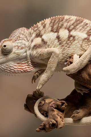 Обои природа, фон, ящерица, хамелеон, рептилия, пресмыкающиеся, nature, background, lizard, chameleon, reptile, reptiles разрешение 1920x1244 Загрузить