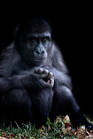 Обои природа, фон, черный фон, обезьяна, горилла, примат, nature, background, black background, monkey, gorilla, the primacy of разрешение 2560x1708 Загрузить
