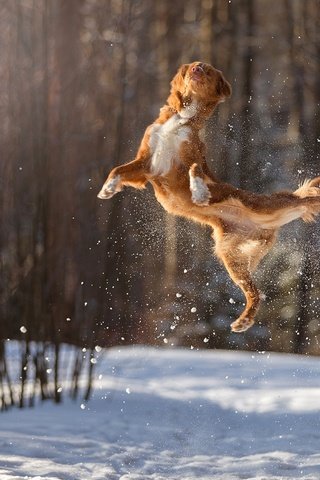 Обои снег, зима, полет, собака, прыжок, в воздухе, боке, snow, winter, flight, dog, jump, in the air, bokeh разрешение 1920x1200 Загрузить