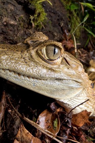 Обои глаза, природа, фон, крокодил, кайман, eyes, nature, background, crocodile разрешение 2560x1578 Загрузить