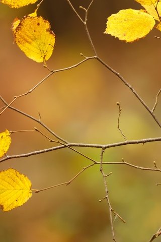 Обои ветка, листва, осень, птица, синица, branch, foliage, autumn, bird, tit разрешение 2499x1666 Загрузить