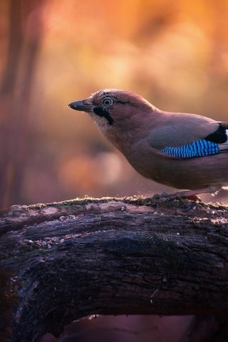 Обои свет, ветка, дерево, птица, боке, сойка, light, branch, tree, bird, bokeh, jay разрешение 1920x1080 Загрузить