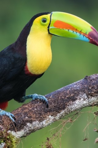Обои птицы, тукан, клюв, перья, радужный тукан, birds, toucan, beak, feathers, iridescent toucan разрешение 4396x3099 Загрузить