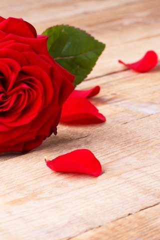 Обои цветок, роза, лепестки, красная, flower, rose, petals, red разрешение 5472x3648 Загрузить
