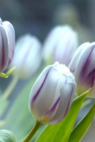 Обои цветы, бутоны, макро, весна, тюльпаны, flowers, buds, macro, spring, tulips разрешение 2048x1451 Загрузить