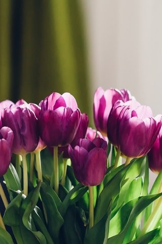 Обои цветы, фон, букет, тюльпаны, flowers, background, bouquet, tulips разрешение 2048x1457 Загрузить