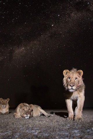 Обои ночь, природа, африка, львы, лев, замбия, african wildlife, lions at night, night, nature, africa, lions, leo, zambia разрешение 1999x1337 Загрузить