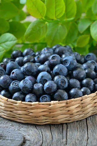 Обои ягоды, черника, корзинка, черничный, berries, blueberries, basket, blueberry разрешение 3800x2625 Загрузить