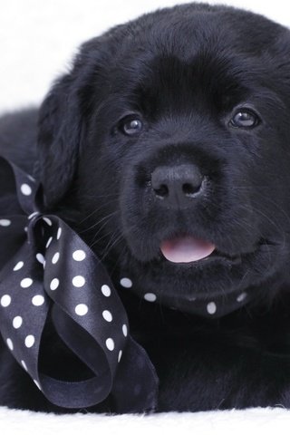 Обои черный, щенок, лабрадор, бант, black, puppy, labrador, bow разрешение 1920x1131 Загрузить