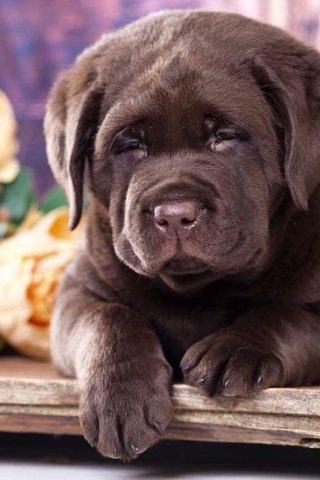 Обои цветы, мордочка, щенок, лапки, лабрадор, шоколадный, flowers, muzzle, puppy, legs, labrador, chocolate разрешение 1920x1280 Загрузить