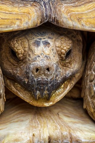 Обои макро, черепаха, панцирь, голова, пресмыкающееся, macro, turtle, shell, head, reptile разрешение 2880x1816 Загрузить