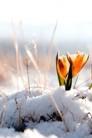 Обои цветы, снег, природа, желтый, цветок, весна, крокусы, крокус, flowers, snow, nature, yellow, flower, spring, crocuses, krokus разрешение 1920x1200 Загрузить