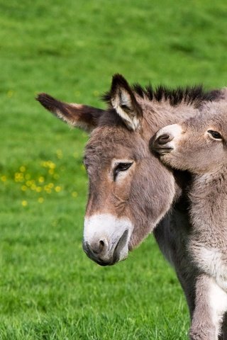 Обои франция, осел, нормандия, жеребенок, ослик, france, donkey, normandy, foal разрешение 1920x1080 Загрузить