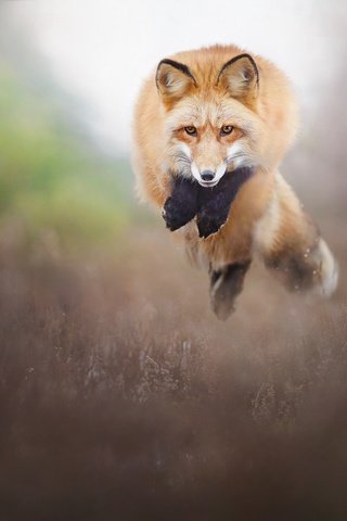 Обои природа, прыжок, лиса, лисица, животное, nature, jump, fox, animal разрешение 2048x1365 Загрузить