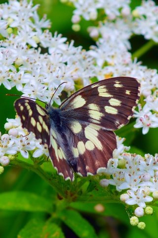 Обои цветение, макро, насекомое, бабочка, весна, весенние, flowering, macro, insect, butterfly, spring разрешение 3000x1874 Загрузить