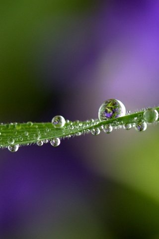 Обои трава, природа, макро, фон, роса, капли, травинка, grass, nature, macro, background, rosa, drops, a blade of grass разрешение 2448x1730 Загрузить