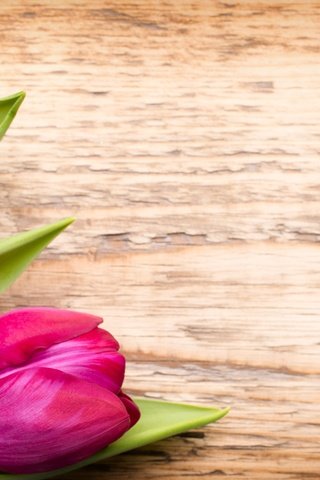Обои цветы, букет, тюльпаны, розовые, дерева, тульпаны,  цветы, парное, пинк, flowers, bouquet, tulips, pink, wood, fresh разрешение 5472x3648 Загрузить