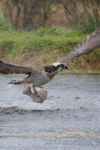 Обои брызги, хищник, птица, взлёт, рыба, улов, squirt, predator, bird, the rise, fish, catch разрешение 2500x1755 Загрузить