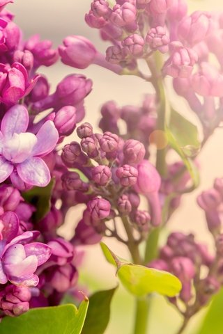 Обои цветение, весна, сирень, сиреневая,  цветы, blossom, весенние, лиловая, flowering, spring, lilac, flowers, purple разрешение 5760x3840 Загрузить