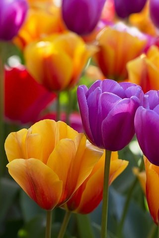 Обои цветы, бутоны, разноцветные, тюльпаны, flowers, buds, colorful, tulips разрешение 1920x1279 Загрузить