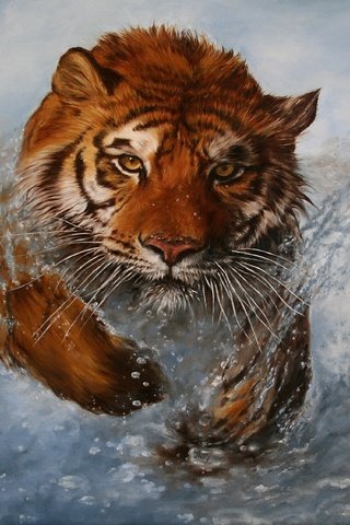 Обои тигр, вода, животные, взгляд, брызги, хищник, дикая кошка, tiger, water, animals, look, squirt, predator, wild cat разрешение 2814x2252 Загрузить