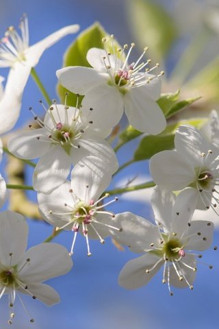 Обои цветы, цветение, лепестки, сад, весна, flowers, flowering, petals, garden, spring разрешение 2048x1360 Загрузить