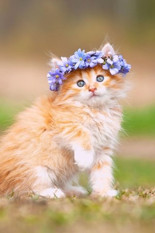 Обои цветы, кошка, котенок, пушистый, рыжий, венок, flowers, cat, kitty, fluffy, red, wreath разрешение 3600x2395 Загрузить