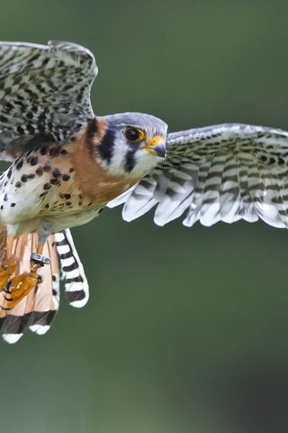 Обои полет, крылья, птица, сокол, пустельга, воробьиная пустельга, flight, wings, bird, falcon, kestrel, sparrow kestrel разрешение 2979x1778 Загрузить