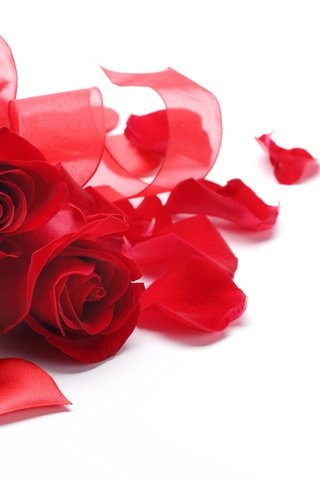 Обои цветы, розы, лепестки, сердечко, красные, ленточки, букет, белый фон, flowers, roses, petals, heart, red, ribbons, bouquet, white background разрешение 5760x3840 Загрузить