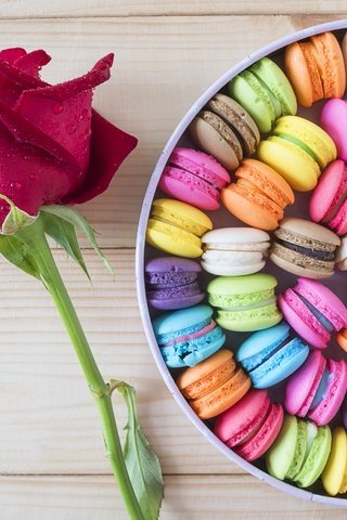 Обои цветок, роза, окрас, коробка, печенье, макарун, flower, rose, color, box, cookies, macaron разрешение 4592x3448 Загрузить