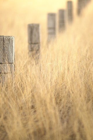 Обои трава, столбы, природа, боке, winter gold, grass, posts, nature, bokeh разрешение 2048x1365 Загрузить