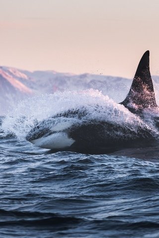 Обои природа, море, касатка, кит, nature, sea, whale, kit разрешение 2048x1202 Загрузить