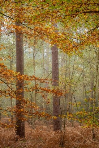 Обои деревья, лес, туман, осень, trees, forest, fog, autumn разрешение 2048x1200 Загрузить