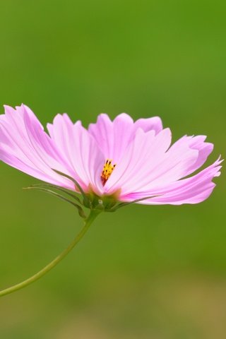 Обои цветок, розовый, боке, космея, flower, pink, bokeh, kosmeya разрешение 3202x2865 Загрузить