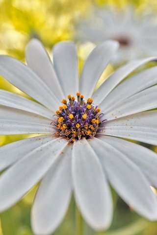 Обои природа, цветок, лепестки, гербера, nature, flower, petals, gerbera разрешение 2048x1322 Загрузить