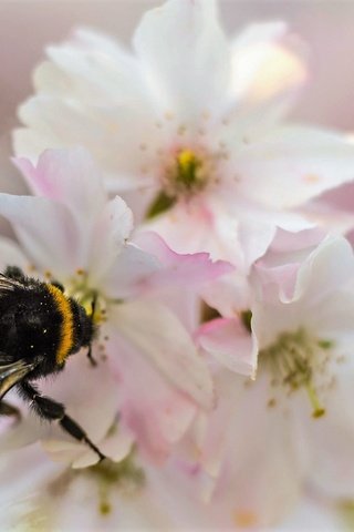 Обои природа, насекомое, цветок, лепестки, сад, шмель, nature, insect, flower, petals, garden, bumblebee разрешение 2048x1365 Загрузить