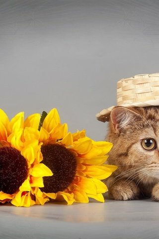 Обои глаза, цветы, кот, кошка, взгляд, подсолнух, шляпка, eyes, flowers, cat, look, sunflower, hat разрешение 2560x1600 Загрузить