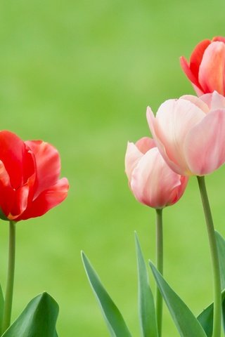 Обои цветы, бутоны, фон, тюльпаны, flowers, buds, background, tulips разрешение 2400x1122 Загрузить