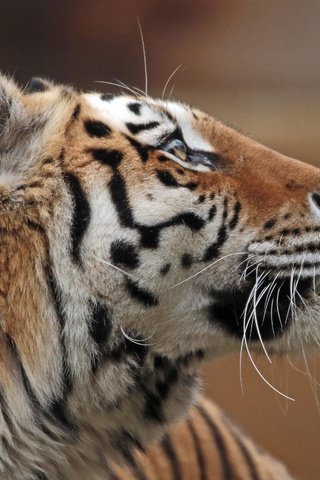 Обои тигр, морда, профиль, амурский тигр, tiger, face, profile, the amur tiger разрешение 4128x3104 Загрузить