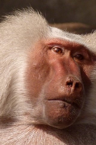 Обои животное, обезьяна, примат, бабуин, peterkraayvanger, animal, monkey, the primacy of, baboon разрешение 4320x2432 Загрузить