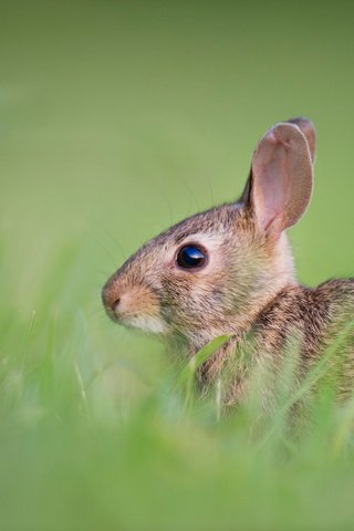 Обои милый, трава, ray hennessy, животные, поле, пушистый, кролик, мех, заяц, боке, cute, grass, animals, field, fluffy, rabbit, fur, hare, bokeh разрешение 4256x2832 Загрузить