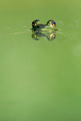 Обои глаза, вода, отражение, животные, лягушка, земноводные, ray hennessy, eyes, water, reflection, animals, frog, amphibians разрешение 4052x2696 Загрузить
